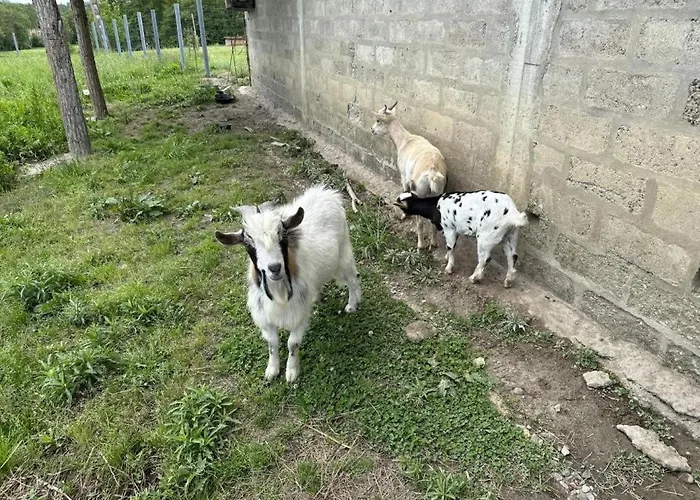 度假居 Madroles *